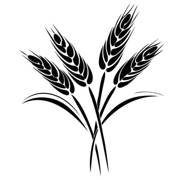 Buğday Kulaklıklarının Siyah ve Beyaz Görünümü .