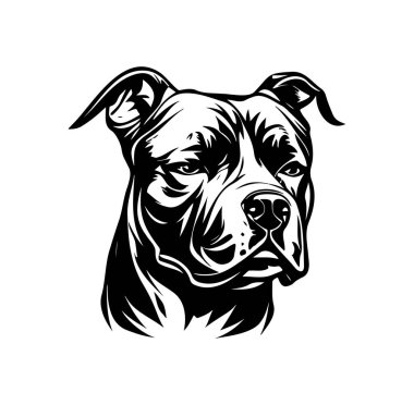 Siyah ve Beyaz Giyen Güçlü Boğa Köpek Başı 'nın Detaylı Resimleri