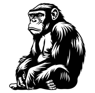 Oturan Ciddi Bir Goril 'in Detaylı Siyah ve Beyaz Fotoğrafı