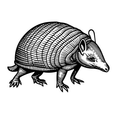 Tek Bir Armadillo Hayvanının Ayrıntılı Vintage Biçimi