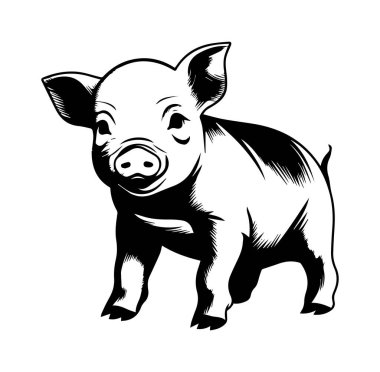 Şirin Domuzcuk, El Çizimi İllüstrasyon, Çeşitli Tasarımlar İçin Uygun