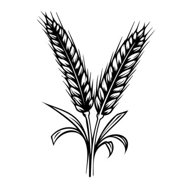 Minimalist Buğday Kulakları El Çizimi Biçimi