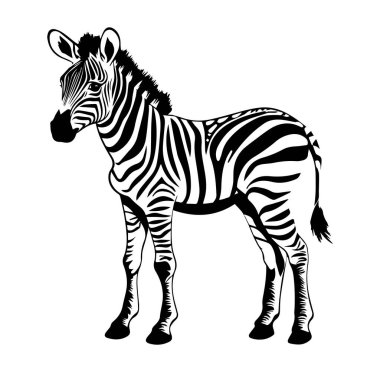Yaratıcı Kullanım için Siyah ve Beyaz Zebra İllüstrasyonu