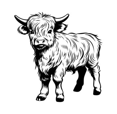 Yumuşak Kürklü ve Çekici Özellikleri olan Sevimli Highland İnek Çizimi