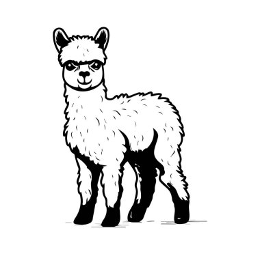 Siyah ve Beyaz Alpaka Ayakta Kalan Şirin Alpaka