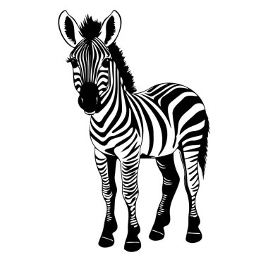 Siyah ve Beyaz Zebra Resimleri Minimalist Tarzında Duruyor