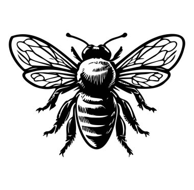 Kanatlı Bal Arısının Ayrıntılı Vintage Biçimi