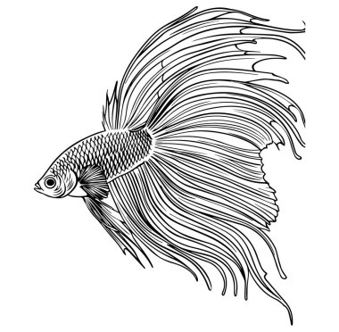 Siyah ve Beyaz Yüzgeçli Zarif Betta Balığı