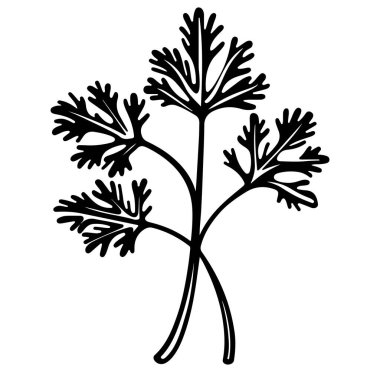 Taze Cilantro Bitkisinin Siyah Silueti Beyaz Arkaplanda İzole Edildi