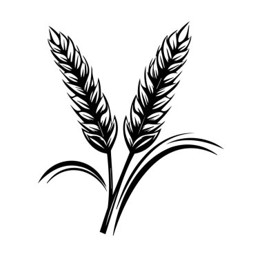 Çimen Köklü İki Buğday Bitkisi 'nin Siyah ve Beyaz Çizimi