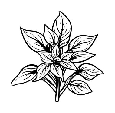 Beyaz Arkaplanda Basil Yapraklarının El Çizimi