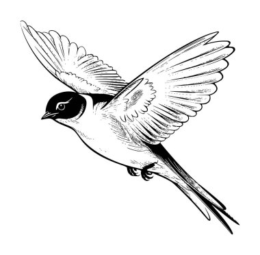 Şık Kanatlı Uçan Kuşun Ayrıntılı İllüstrasyonu