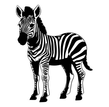 Siyah ve Beyaz Çizgili Ayakta Duran Zebra