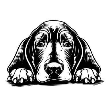 Uykulu İfadeli Rahat Bir Köpeğin Ayrıntılı Resimleri