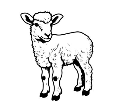 Beyaz Arkaplanda Şirin ve Neşeli Lamb Resimleri