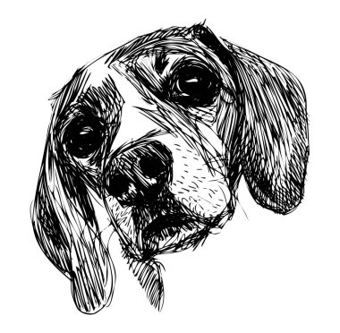 İfade Edici Yüzlü ve Detaylı Özellikli Bir Beagle Köpeğinin Çizimi