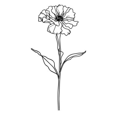 Beyaz Arkaplanda Yaprak Olan Tek Bir Çiçeğin Zarif Çizgisi Sanatı