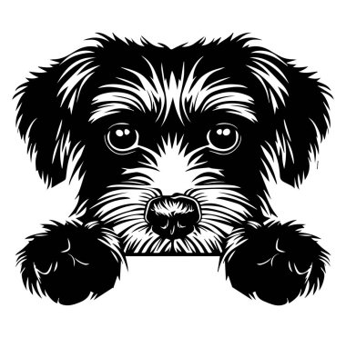 Kürklü Küçük Köpek Surat 'ın Şirin Siyah ve Beyaz Çizimi