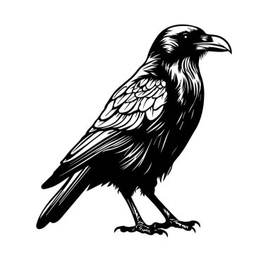 Ayrıntılı Bir Kuzgun 'un Karmaşık Siyah ve Beyaz Çizimi