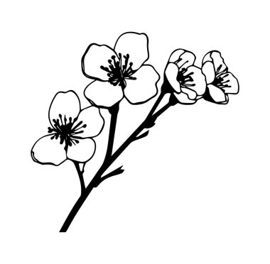 Kiraz Çiçeği dalının Zarif Siyah ve Beyaz Çizgisi Sanatı