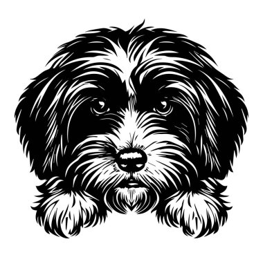 Siyah ve Beyaz Tüylü Köpek Surat 'ın Ayrıntılı Resimleri