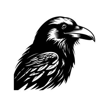 Karga, yüksek detaylı siyah-beyaz vektör çizimi