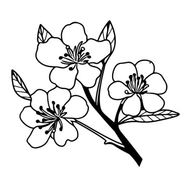 Siyah Tasarımda Kiraz Çiçeklerinin Zarif Tasarımı