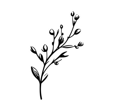 Bir Şubenin Zarif Siyah ve Beyaz Botanik İllüstrasyonu