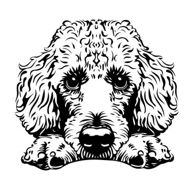 Kıvırcık Kürklü Bir Köpeğin Siyah ve Beyaz Çizimi