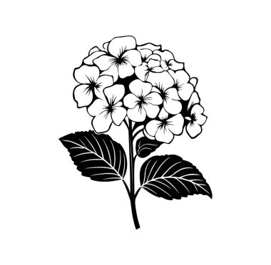 Ortanca Çiçekleri ile Siyah ve Beyaz Çiçek Tasarımı