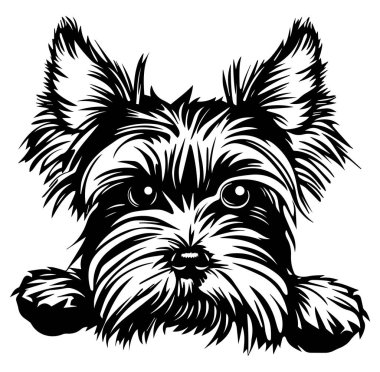 Siyah ve Beyaz Giyimli Şirin Yorkie Köpek Surat 'ın Şık Çizimi