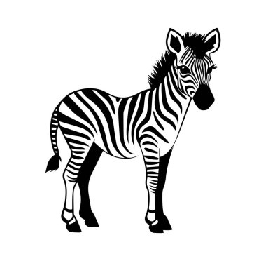 Beyaz Arkaplanda Siyah ve Beyaz Zebra Resimleri