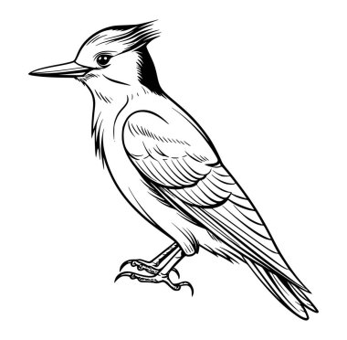 Siyah ve Beyaz Giyen Ağaçkakan 'ın Ayrıntılı Resimleri