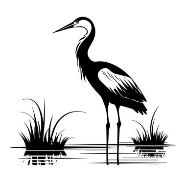 Zarif Siyah ve Beyaz Balıkçıl Durgun Suyun İçinde Duruyor