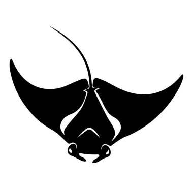 Manta vatozunun çarpıcı siyah silueti zarifçe yüzüyor.