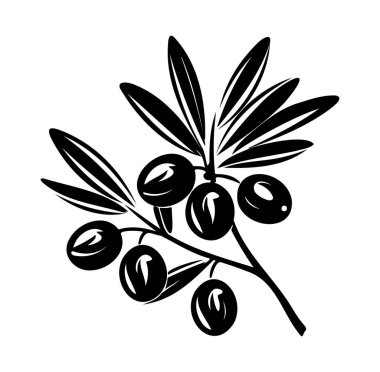Yapraklı ve meyveli zeytin dalının siyah ve beyaz çizimi