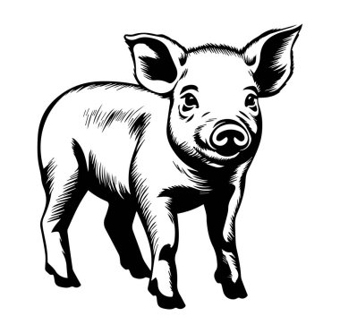 Tatlı Bebek Domuz Siyah ve Beyaz Çizim Tarzında Tek Başına Duruyor