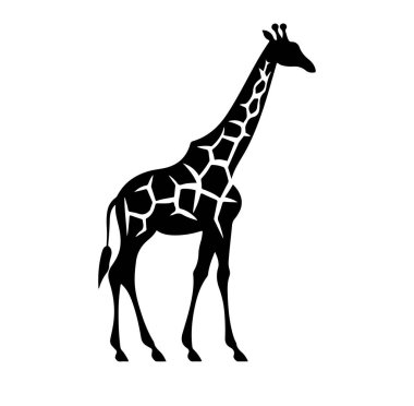 Beyaz Arkaplana Karşı Bir Zürafanın Zarif Silueti