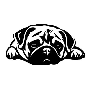 Siyah ve Beyaz Tasarımlı Üzgün İfadesiyle Şirin Pug Köpeği