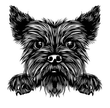 Yorkshire Teriyer Köpek Surat 'ın detaylı bir tasviri