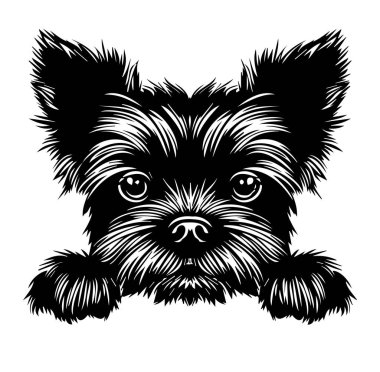 Siyah ve Beyaz Biçimli Şirin Yorkshire Teriyer İllüstrasyonu