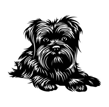 Siyah ve Beyaz Giyen Küçük Pasaklı Köpeğin Ayrıntılı Resimleri