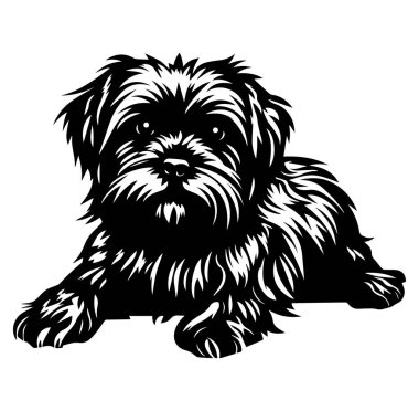 Siyah ve Beyaz Yumuşak Kürklü Şirin Bir Köpeğin Fotoğrafı