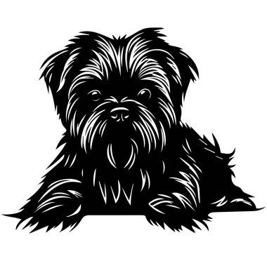 Şirin siyah köpek pofuduk saçlı ve şirin gözlü.