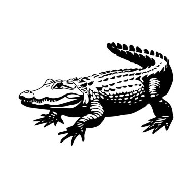 Beyaz Arkaplanda Bir Timsahın Siyah ve Beyaz Resimleri