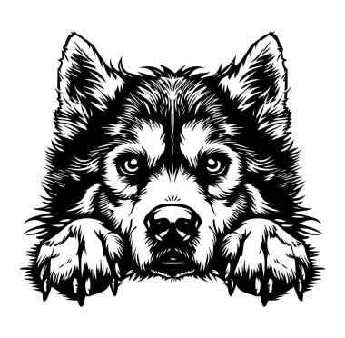 Siyah ve Beyaz Bir Köpeğin Yüzünün Ayrıntılı Resimleri