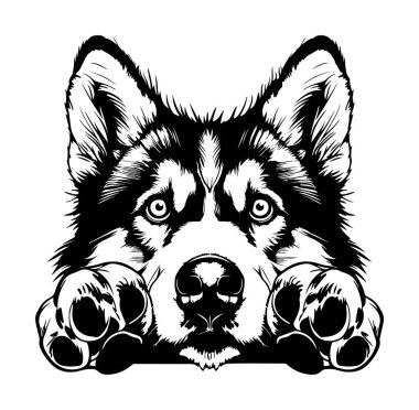 Ayrıntılı Bir Köpeğin Yüzünün Siyah ve Beyaz Fotoğrafı