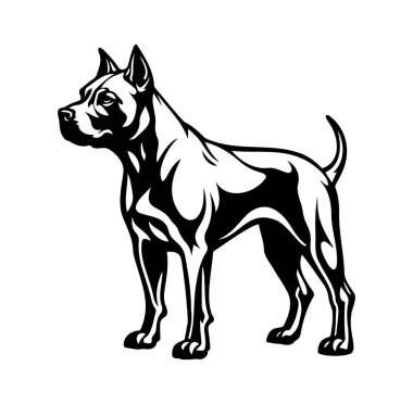 Uzun boylu, kaslı bir köpeğin siyah beyaz tasviri