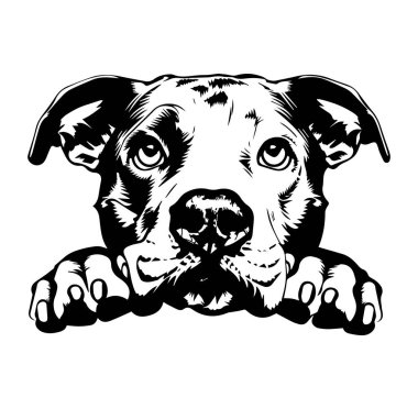 Siyah ve Beyaz Biçimli Oyuncu Köpek Resimleri