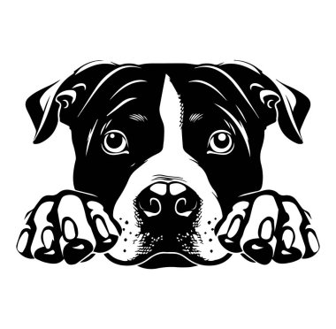 Büyük Gözlü ve Tuhaf İfadeli Oyuncu Pitbull Köpeği